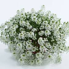 Image result for Allophylus whitei