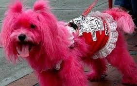 15 Wacky Pet Dye Jobs Hot Or Not Pink Dog Dog Dye Cute Dogs