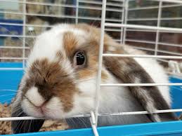 Pin On Inside Greenwood Pets Plants Warren Mi