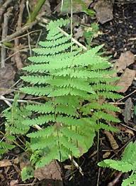 Image result for Thelypteris confluens