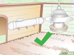 It should be constructed from a sturdy timber, with a galvanised wire mesh and sturdy locks to keep out unwanted visitors. How To Care For Silkie Chickens With Pictures Wikihow
