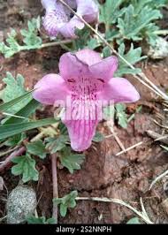 Image result for Dicerocaryum senecioides