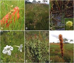 Image result for Eriochrysis