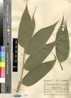 Image result for Oreobambos