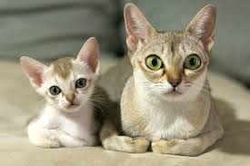 The translations below need to be checked and inserted above into the appropriate translation tables. Singapura Cats Are Among The Smallest Breeds Of Cats Only Weighing At Most 2 5 Kg 6 Lb And Are Known For Their Sepia Coat Their Origins Are Considered A Source Of Mystery They