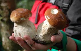Watch Find Out How To Gather The Right Mushrooms For Eating