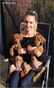 Image result for rhodéský ridgeback