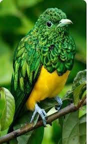 enteresan kus resimleri derlemesi kopmaca wildanimals kus resimleri derlemesi enteresan kuslar kus kuslar kusres beautiful birds animals beautiful birds