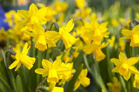 The lyric poem i wandered lonely as a cloud also known as daffodils was written by william wordsworth. Wordsworth S Wisdom During Troubled Times