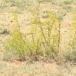 Image result for Acacia hockii