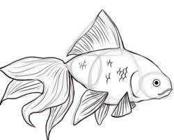How To Draw Goldfish Fish Drawings Drawings Fish Art