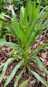 Image result for Conyza