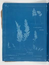 Image result for Hymenophyllum tunbridgense