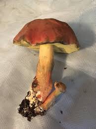 Image result for Boletus speciosus
