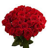 Trova e scarica risorse grafiche gratuite per fiori. Https Encrypted Tbn0 Gstatic Com Images Q Tbn And9gcrknqv6mu E8uuhfx4hj Adjxyakqqzp1pylywes K Usqp Cau