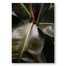 Image result for Ficus bubu