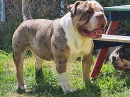 June 2020 bella only had the one chocolate tri puppy.dottie is a keeper! Chocolate Tri Merle Old English Bulldog Proven Stud In Barnstaple On Freeads Classifieds English Bulldogs Classifieds
