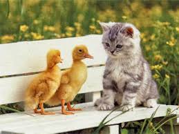 Bekijk meer ideeën over dieren foto's, dieren, schattige dieren. Schattige Dieren Foto S Flipjeecom