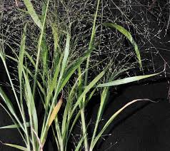 Image result for Panicum pilgeri