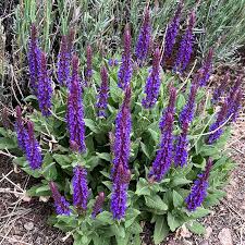 Image result for Salvia