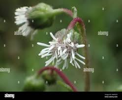 Image result for Adenostemma