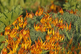 Image result for Lotus namulensis