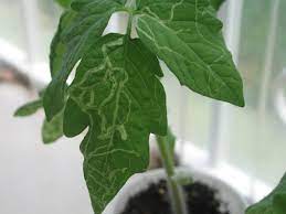 What isn't as well know are the various other. How To Get Rid Of Leaf Miners Dengarden