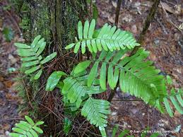 Image result for Pleopeltis