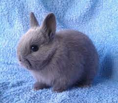 Explore 261 listings for netherland dwarf rabbits for sale at best prices. Netherland Dwarfs For Sale Hoobly Classifieds Pet Bunny Dwarf Bunnies Baby Animals Funny