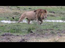 Botswana S Biggest Lion Youtube Largest Lion Lion Botswana