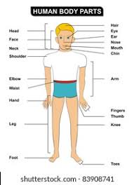 An easy cut and paste activity with the parts of the face (eyes, ears, nose, mouth) + hair and a matching exercise that can be read out t. Human Body Parts Including Head Face Stock Photo Edit Now 83908741