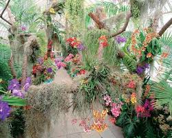 20 Beautiful Your Garden With Orchids Rare Ideas Orchideen Garten Orchideen Orchideenpflanzen