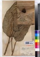 Image result for Hypselodelphys scandens