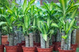 Image result for Dracaena fragrans
