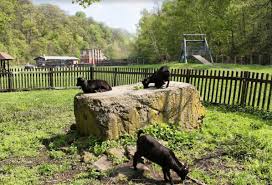But already in 1956 construction of the new zoo in stromovka park was undertaken. Trfihi Parks Parks Mini Zoo Ostrava