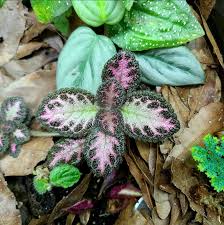 Image result for episcia