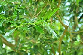 Image result for Warburgia ugandensis