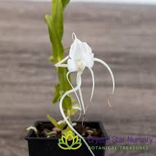 Image result for Angraecum infundibulare