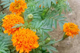 Bunga merupakan sebagian dari tanaman. Keistimewaan Dan Manfaat Bunga Marigold Kenikir Lensapena