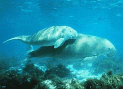 Colocolo opossums in anderen sprachen: Dugong Animal Facts Dugong Dugon Az Animals