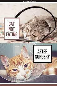 Cat Not Eating After Surgery Cats Cat Care Tips Cat Care