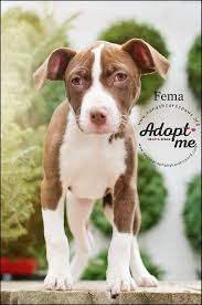Dangerous hope for paws rescue! Omaha Dog Rescue Hands Hearts Paws Home Hands Hearts Paws