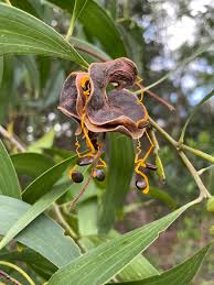 Image result for Acacia auriculiformis
