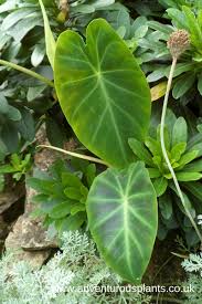 Image result for Remusatia