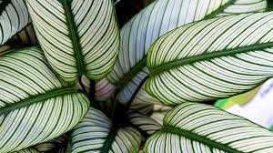 Image result for calathea