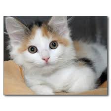 American Mediumhair Calico Kitten Postcards Zazzle Com Calico Kitten Kittens Cutest Cat Care