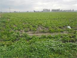 Motter connection of 20 h.p kandi area 24 hours electrcity delivery. Agricultural Land Farm Land For Sale In Apra Jalandhar 17 Acre 51865303 On Nanubhaiproperty Com