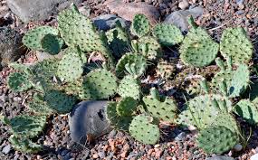 Image result for Cactaceae
