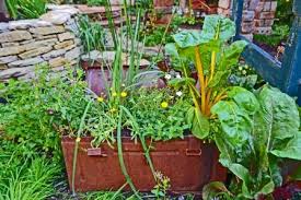 Swiss chard is perfect for container gardening, and with delightfully colorful varieties such as 'bright lights,' which features foliage colors that range from red, white, and gold to yellow, violet, and orange, the leafy green pulls double duty as both a delicious and healthy food crop and an ornamental garden beauty. All About Swiss Chard