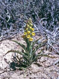 Image result for Corycium